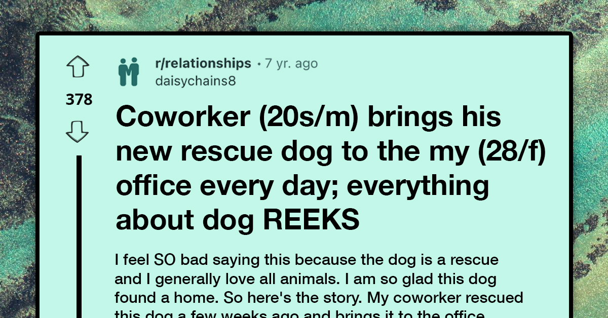 Redditor Seeks Advice After Her Coworker Starts Bringing Smelly Old Rescue Dog To Office