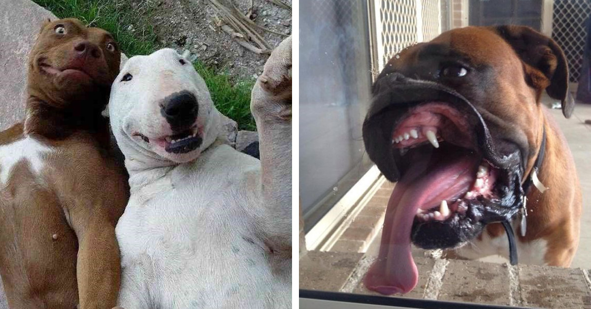 20 Side-Splitting Photos Of Dogs Being Ridiculously Goofy