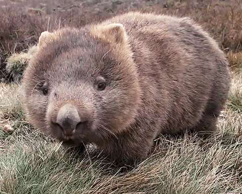 4. Wombats have cube-shaped poop