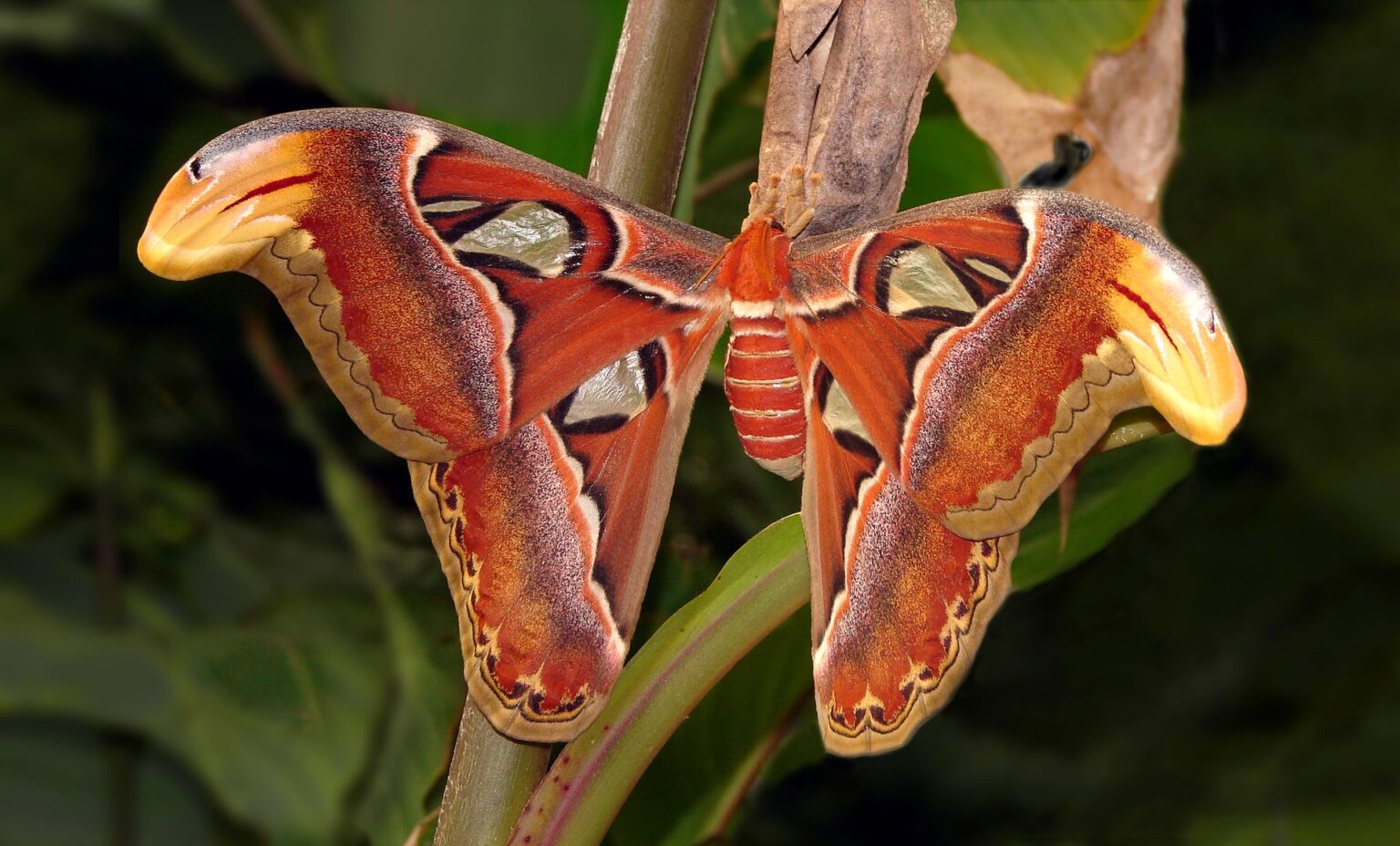 These amazing moths from Asian forests have a unique talent for looking like snakes.