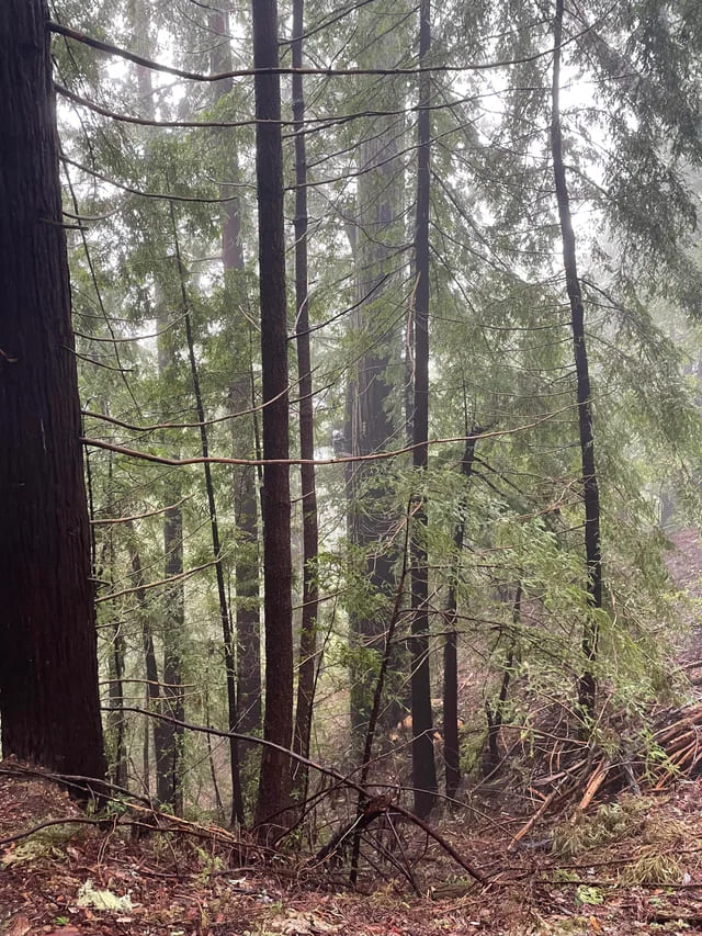 19. My husband climbing redwoods.