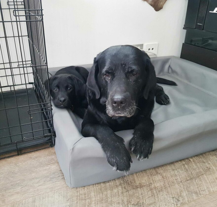 6. My 15 Year Old Senior Lab Has Taken Upon Teaching Our New 8 Week Old Pup The Art Of Life And Their Relationship Is The Cutest