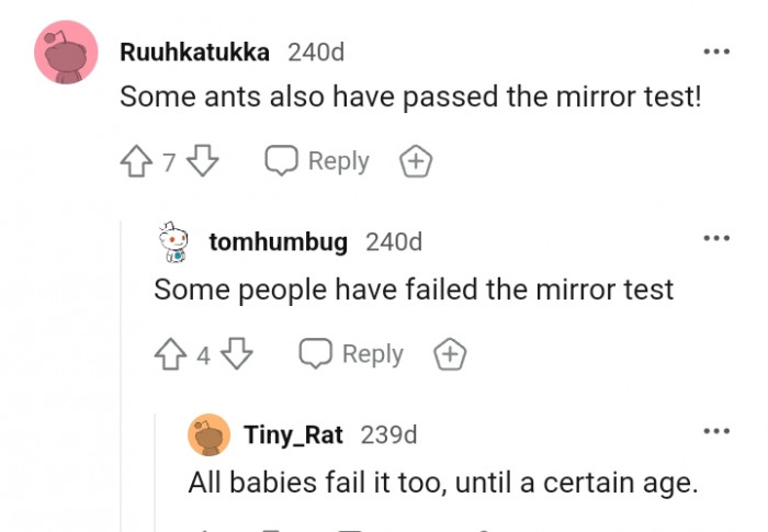 Some ants passing the mirror test