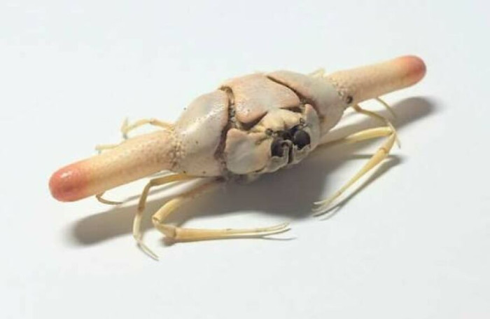 Lollipop Crab - Ixa Cylindrus - A Leucosid Crab Species Native To The Seas Around Indonesia And The Philippines