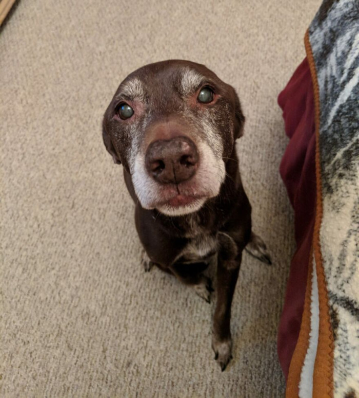 49. My 14-Year Old Dog, Co-Co