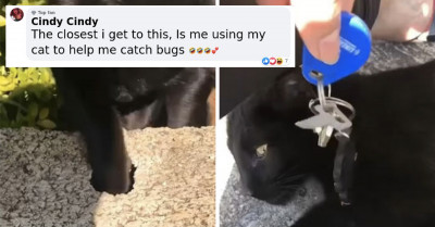 Funny Video Of Cat Getting House Keys From A Hole Goes Viral, Millions Of People Rejoice