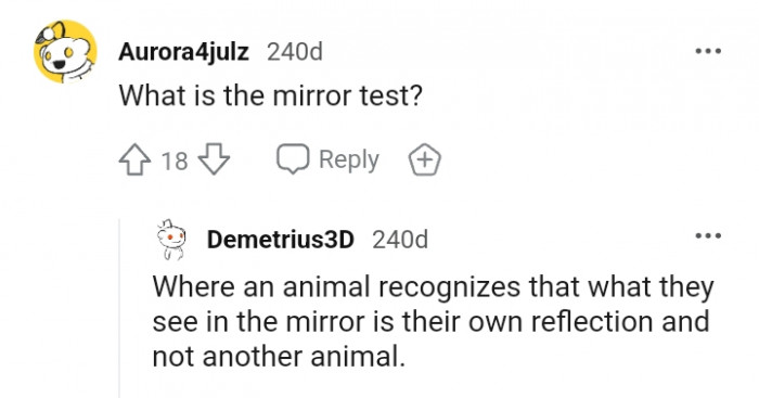 In case you don't know what the mirror test is