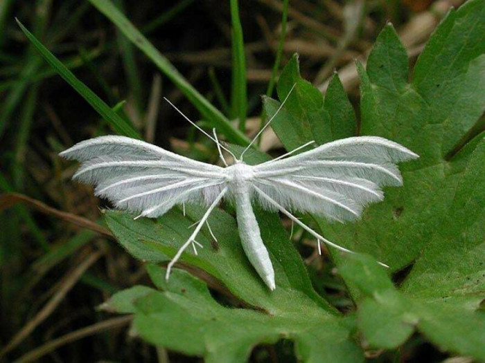 Behold! The Plume Moth! (Pterophoridae)