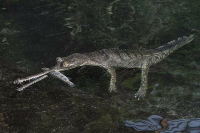 The Critically Endangered Gharial (Gavialis Gangeticus)