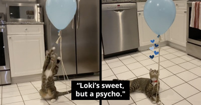 There's Nothing More This Cat Enjoys Than Seeing His Reflection With A Balloon In The Glass Door