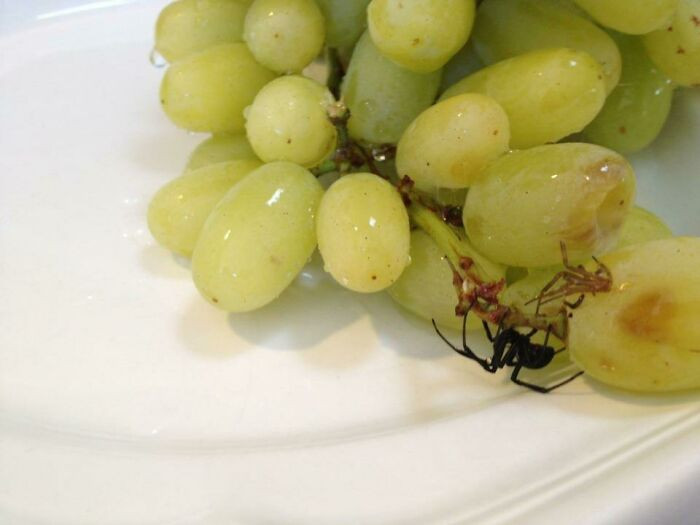 39. Our Grapes Came With A Black Widow And Her Dead Mate