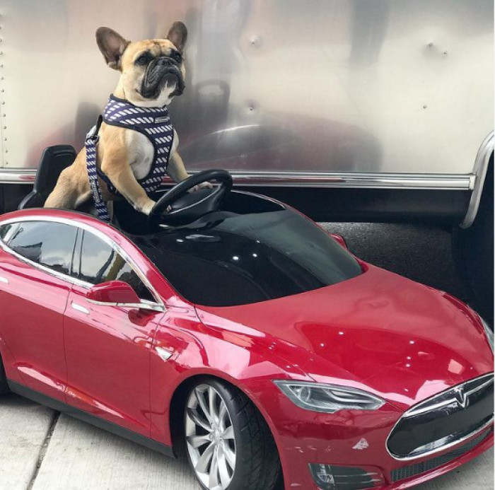 1. This pooch is riding the hottest ride in town, Tesla