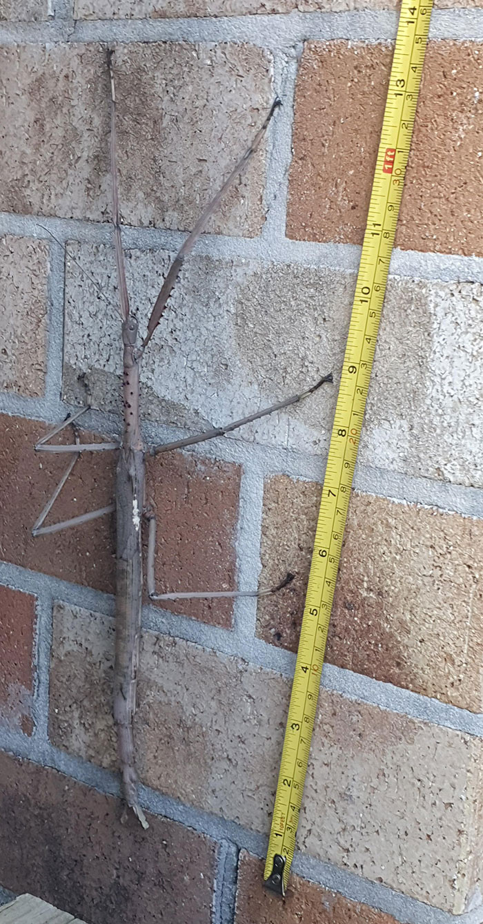 46. While mowing the lawn, they stumbled upon an impressive stick insect, measuring approximately 35 centimeters in length.