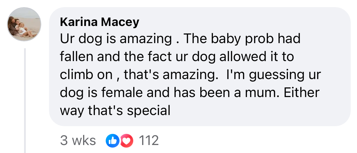 Denni is an absolutely amazing doggo.