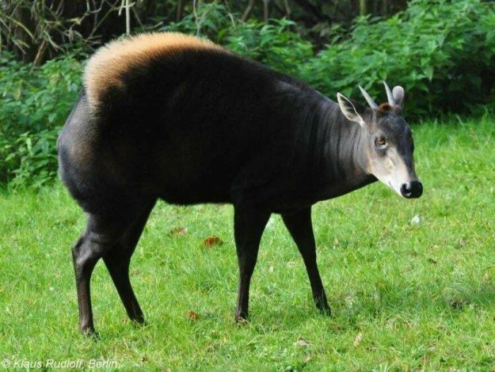 Yellow-Backed Duiker (Cephalophus Silvicultor)