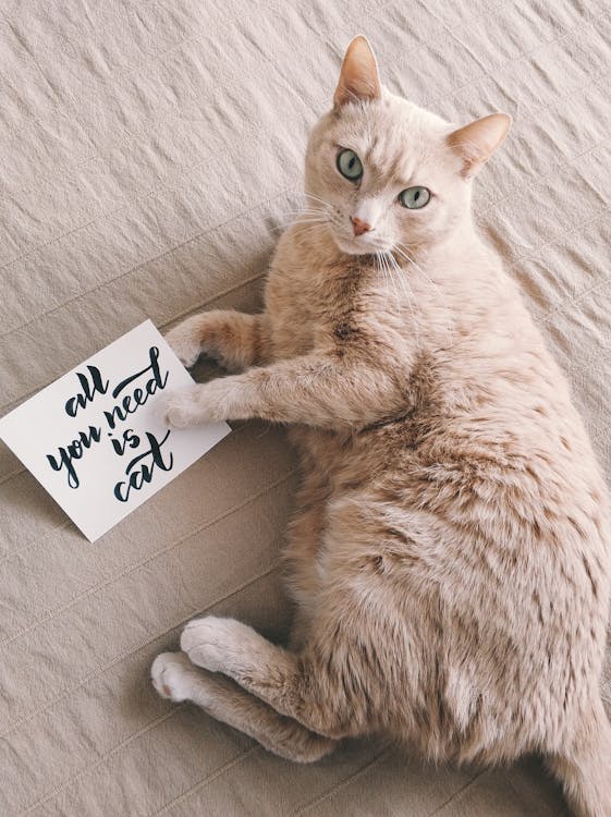 All you need is a cat.