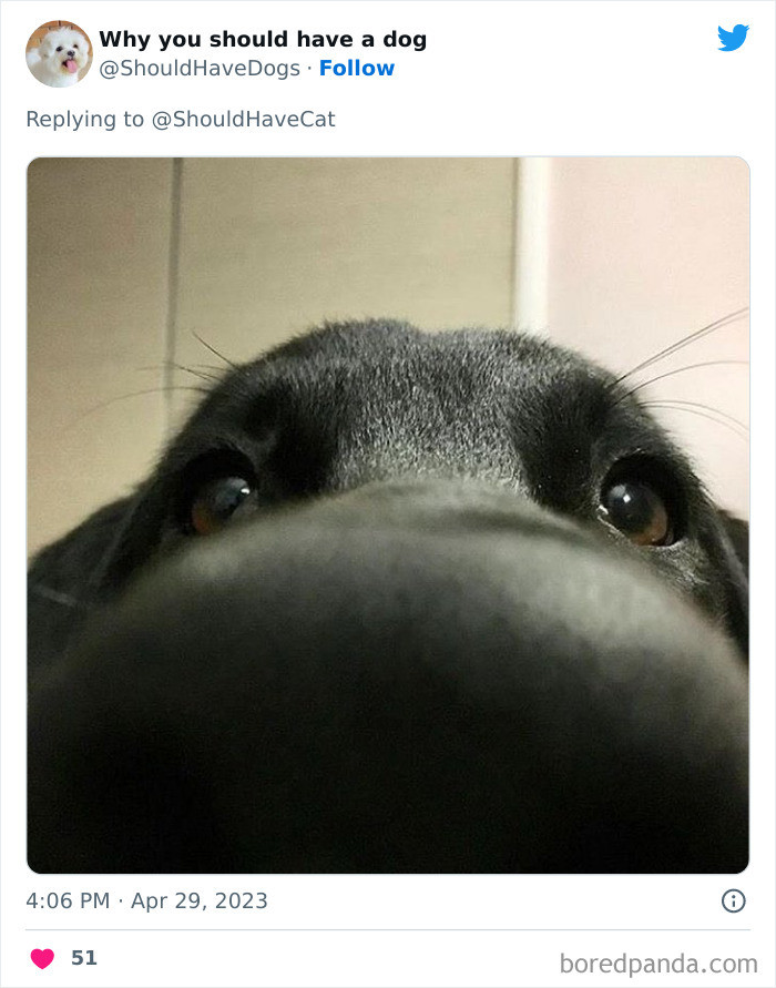 17. Boop the snoot