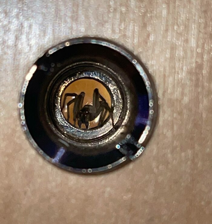 44. A spider concealed itself within the peephole of their apartment.