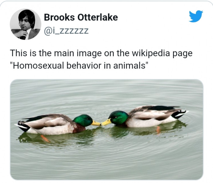 9. And here, we have this awkward image used to describe homosexual behavior on Wikipedia