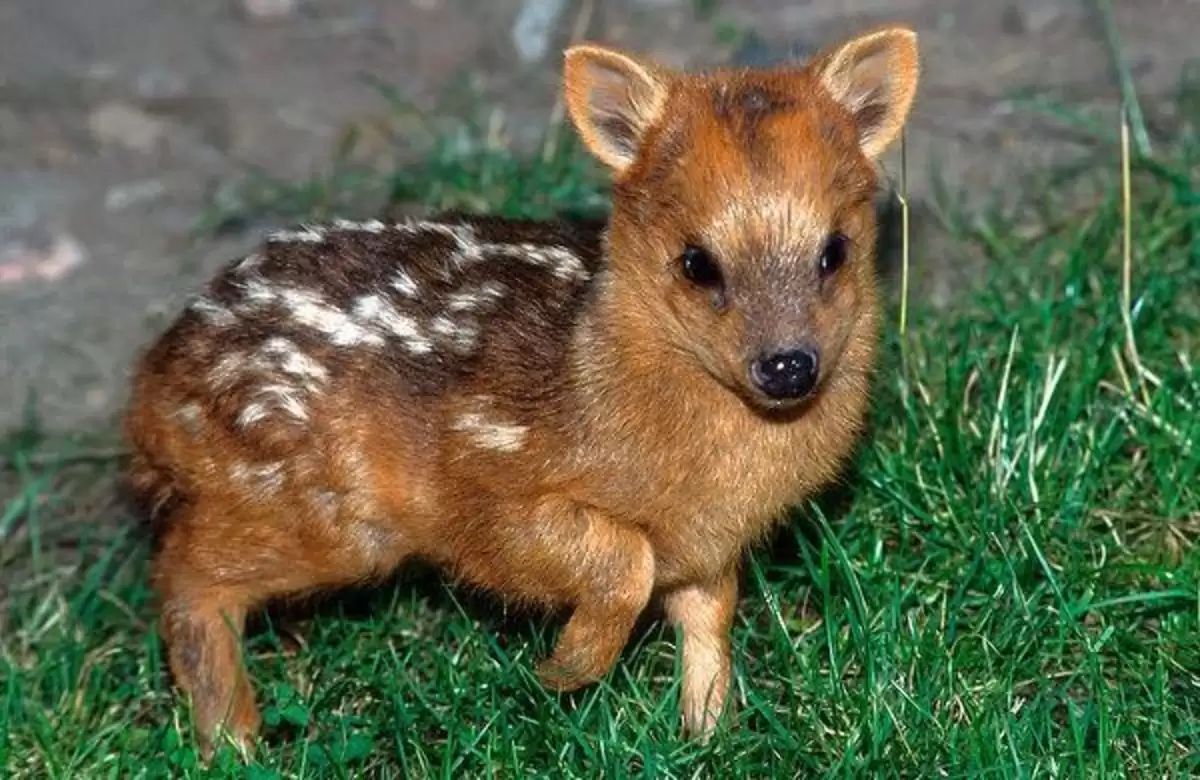 When a Pudu senses danger, it can bark like a dog to alert other Pudus of potential threats.