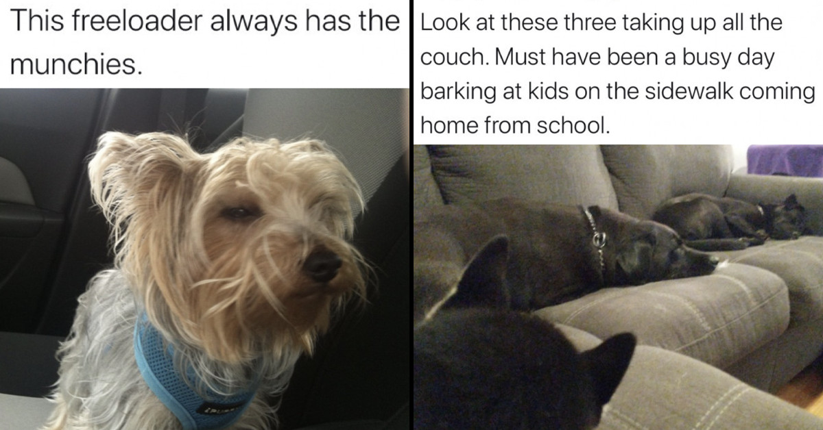 Dogs Owners Are Being Savage On Twitter By Sharing And Roasting Their Pets And Their Worst Habits