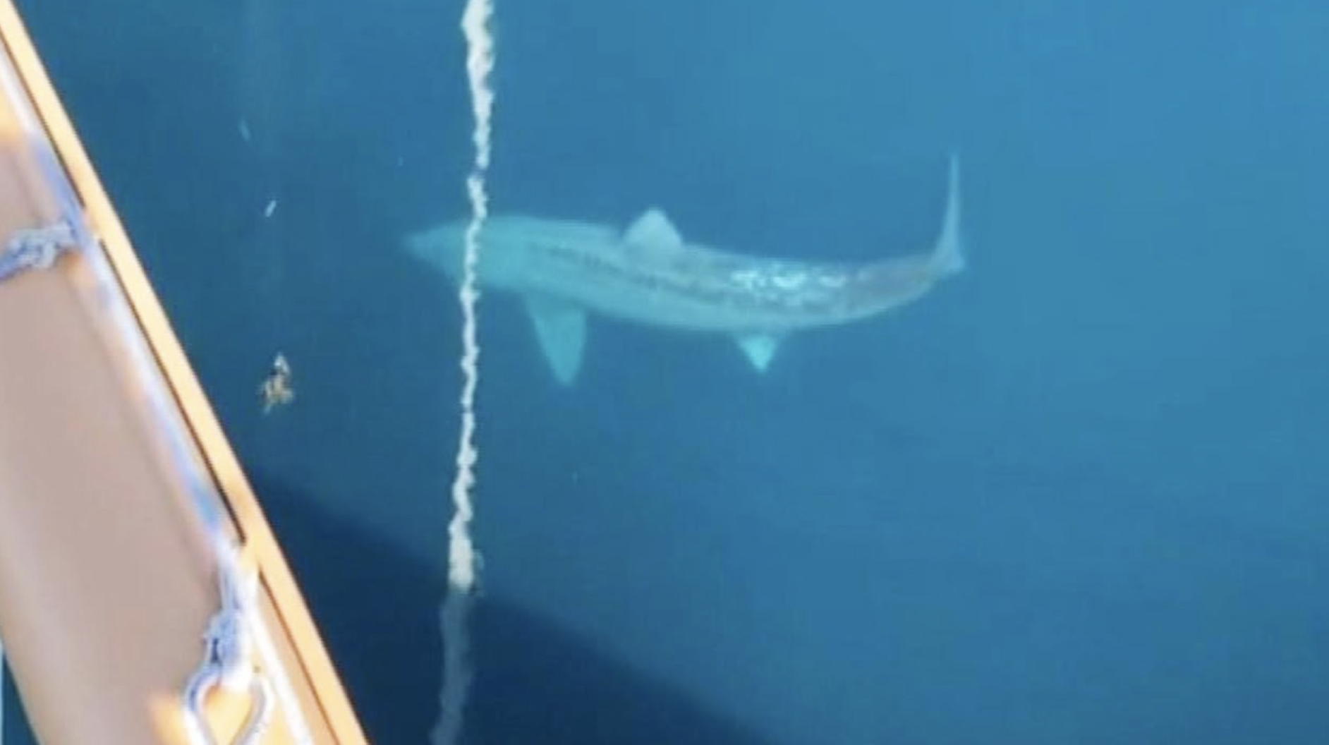 Alex Albrecht, a marine biodiversity student, was part of a group of researchers on a ship about 100 miles off the coast of Wools Hole when they spotted a massive shark.