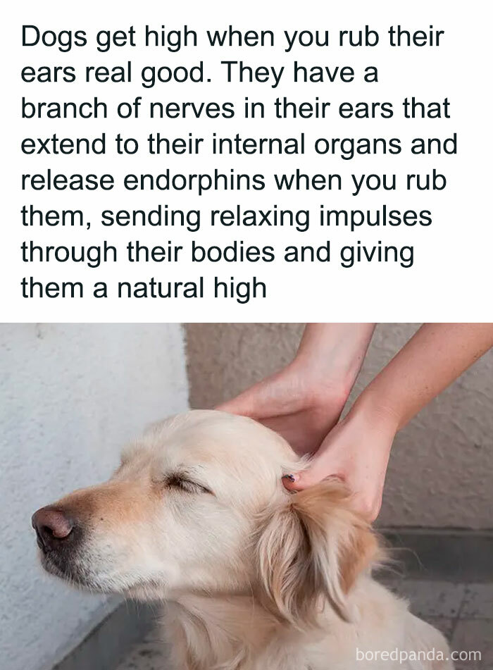 29. Give your dog a good treat