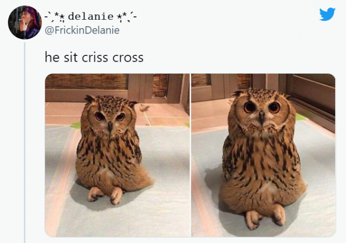 2. Owl knows how to sit cross-legged.