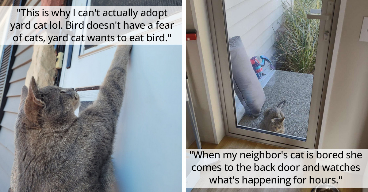 Redditor's Cat Visitor Inspires A Chuckle-Worthy Conversation About ...