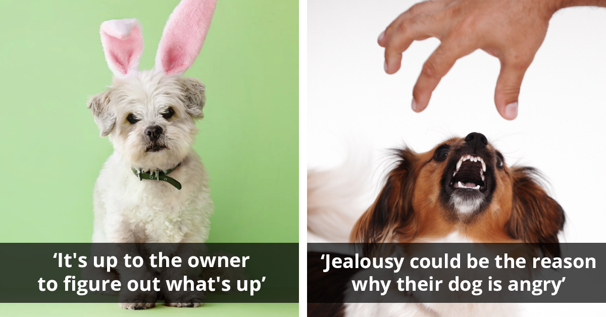 Dog Owners Explore Possible Reasons When One's Dog Seems Upset For No Apparent Reason