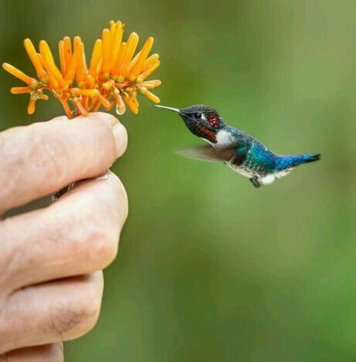 The bee hummingbird is currently listed as near threatened, which means its population is declining