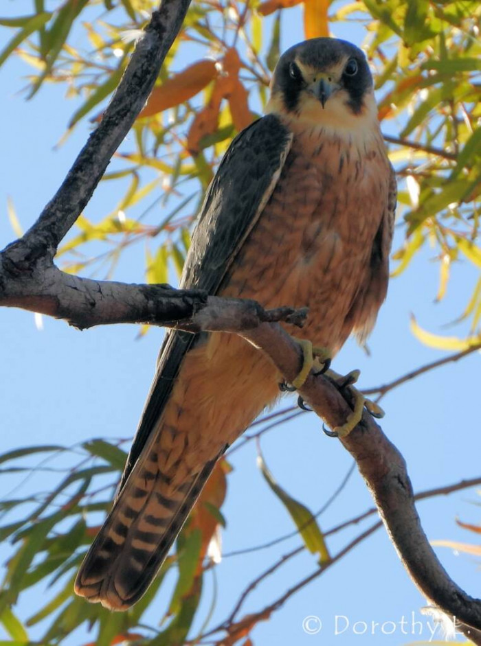It is comparatively slender, long-winged, and smaller compared to other falcons.