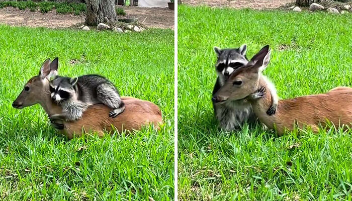 A rescued naughty raccoon regularly hangs out with a neglected timid deer fawn