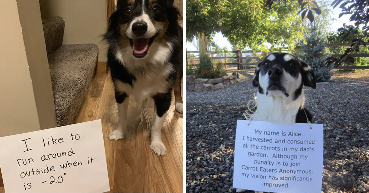 40 Hilarious Instances Of Pet Mischief That Landed Them On The "Dog Shaming" Page