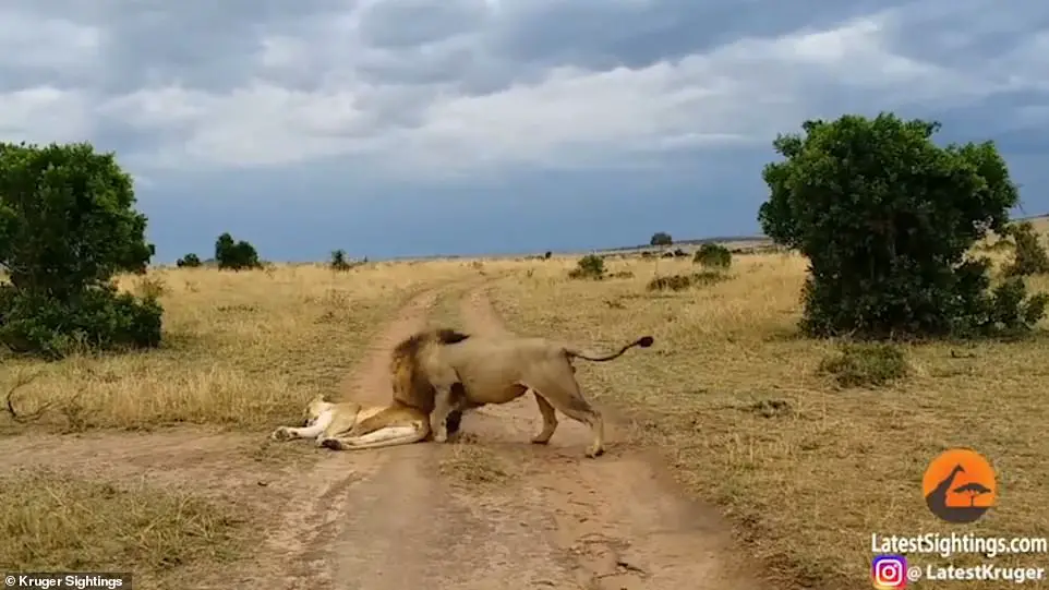 The lion carefully moves closer to the female, trying to stay unnoticed. When he gets close enough, he bites her but immediately regrets it.