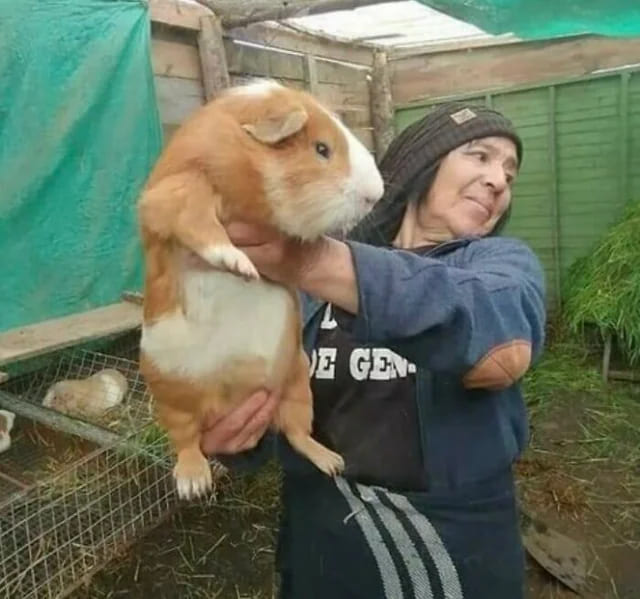 30. Absaloute unit of guinea pig