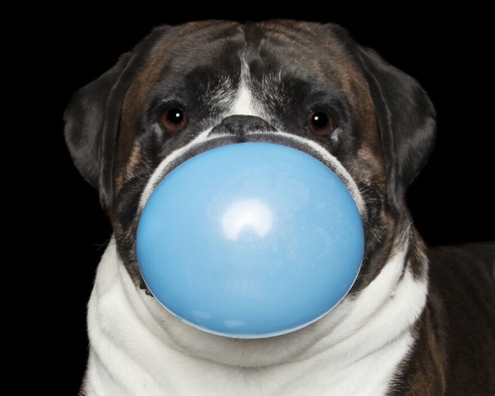 10. Dozer And The Blue Balloon (Don't Try This At Home)