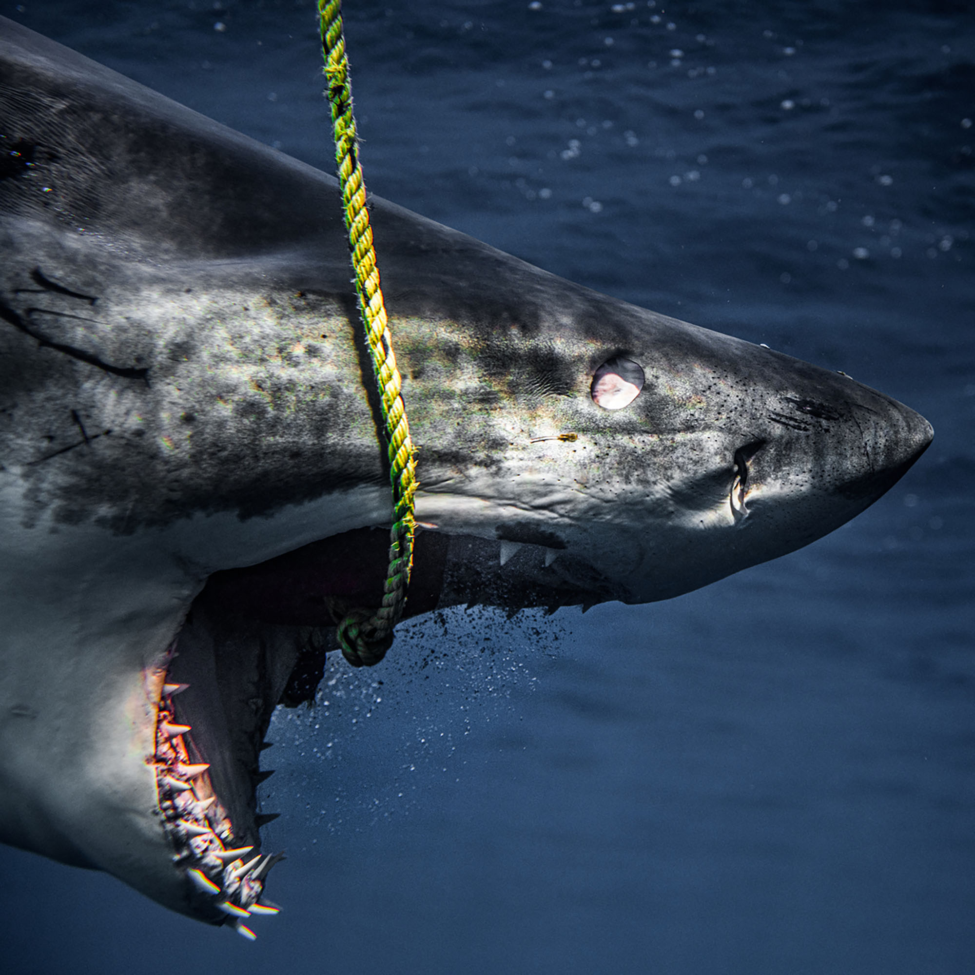 A scary video captured from inside a shark cage shows a large great white shark approaching bait tied to a boat.