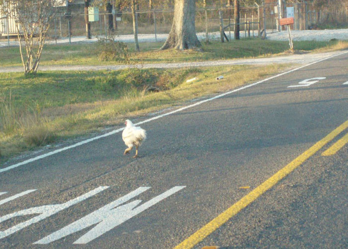 2. “There are funny calls that come in all the time. I talked to a pizza delivery guy who couldn't reach his destination because a defiant chicken was standing in the middle of the road.”