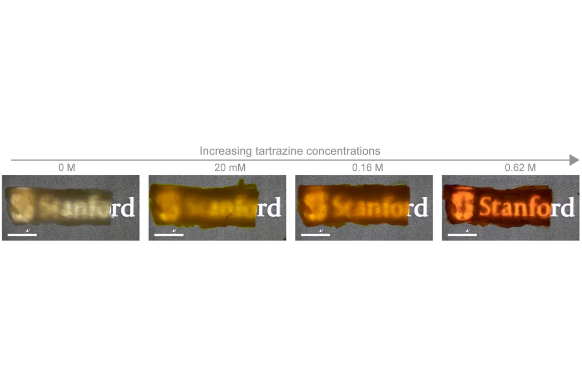 While the concept of transparent skin may evoke images of fantastical worlds, this discovery is grounded in rigorous scientific research and represents a significant step forward in the field of optics and biomedical science.