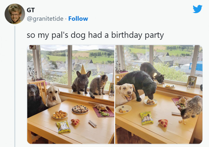 Dogs having a blast at their own party