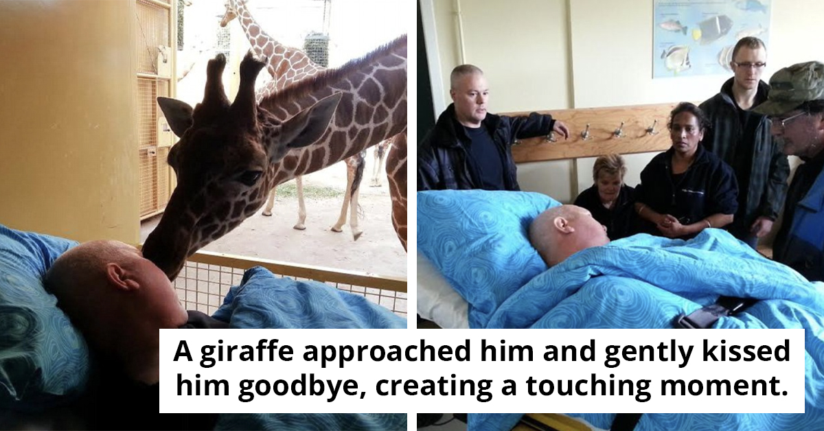 Giraffe Bids Heartfelt Farewell To Ailing Zookeeper