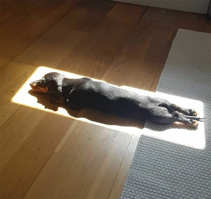 33. Solar-powered dog.