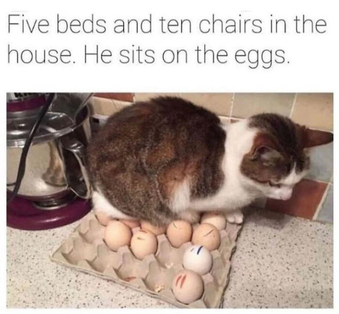 47. This cat has taken on the hatching duty