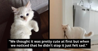 Woman Records Her Cat When Left Alone, And The Video Deeply Saddens Her