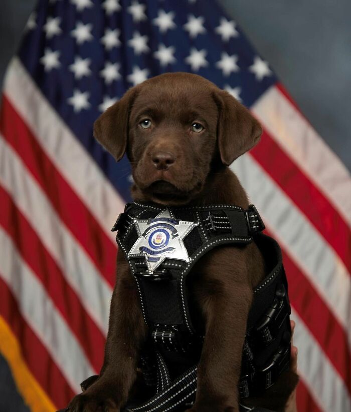 This is the K9 puppy Bear who found it hard to stay awake during the swearing-in ceremony