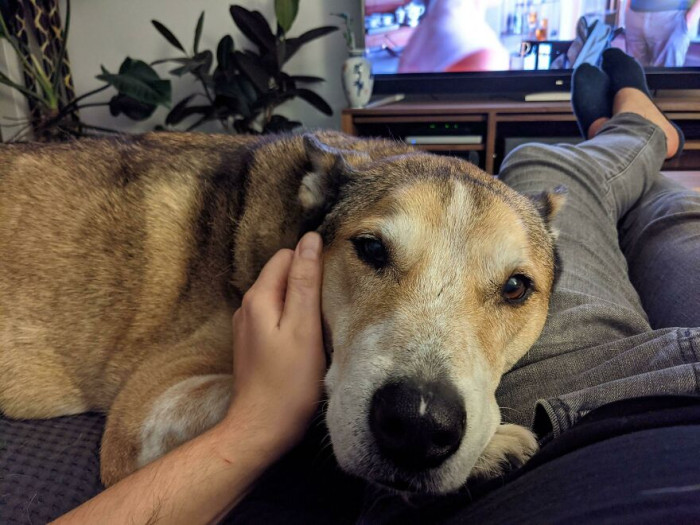 3. I Adopted An Older Gent A Little While Back, Busters 13 Yo, And Gives The Best Cuddles