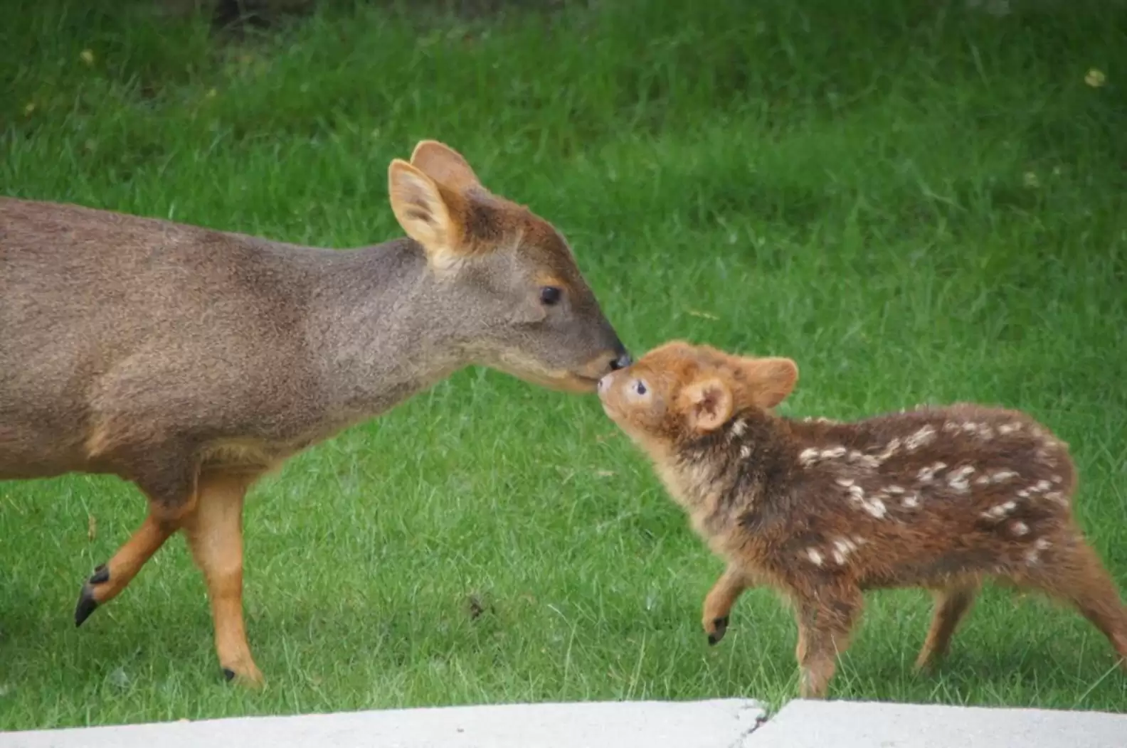 Typically, they birth one fawn, occasionally two.