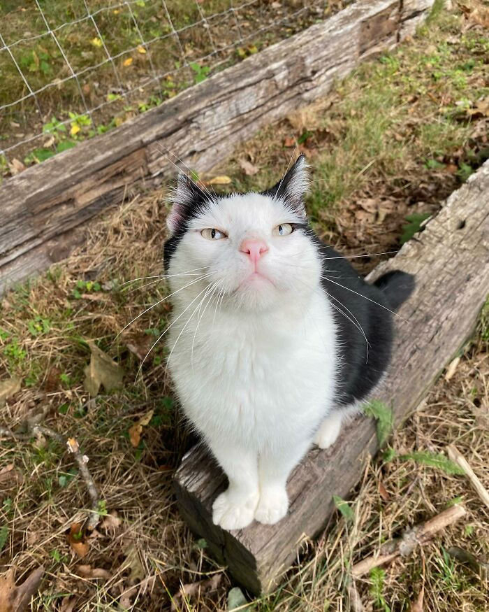 After regularly feeding Toup for a couple of years, his visits became more frequent, leading Mig to decide to welcome him inside.