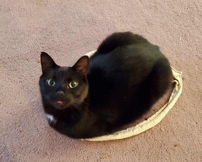 45. Bleploaf In A Circle